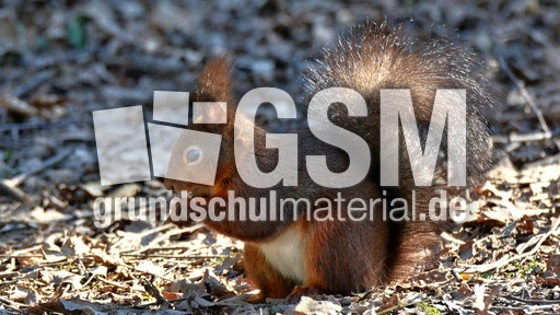 Eichhörnchen (3).jpg